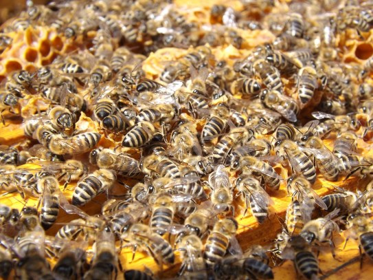 bees-486872_1920.jpg
